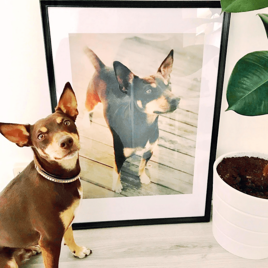 Pet Photo Art