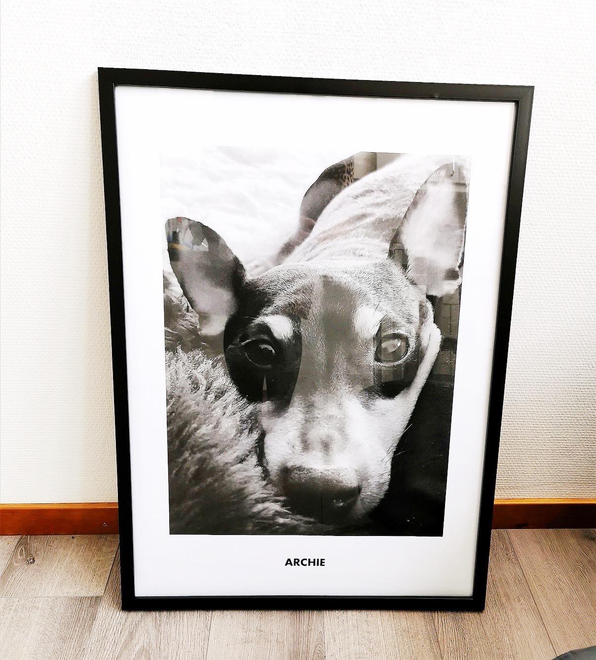 Pet Photo Art