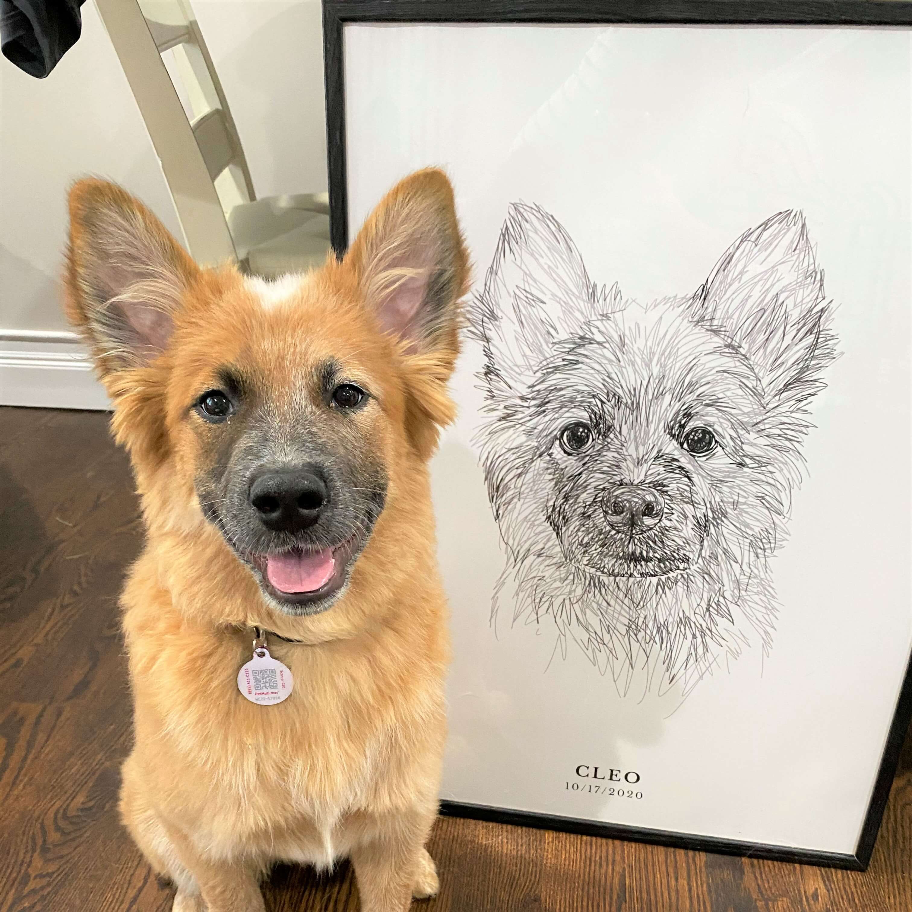 Pet Portrait