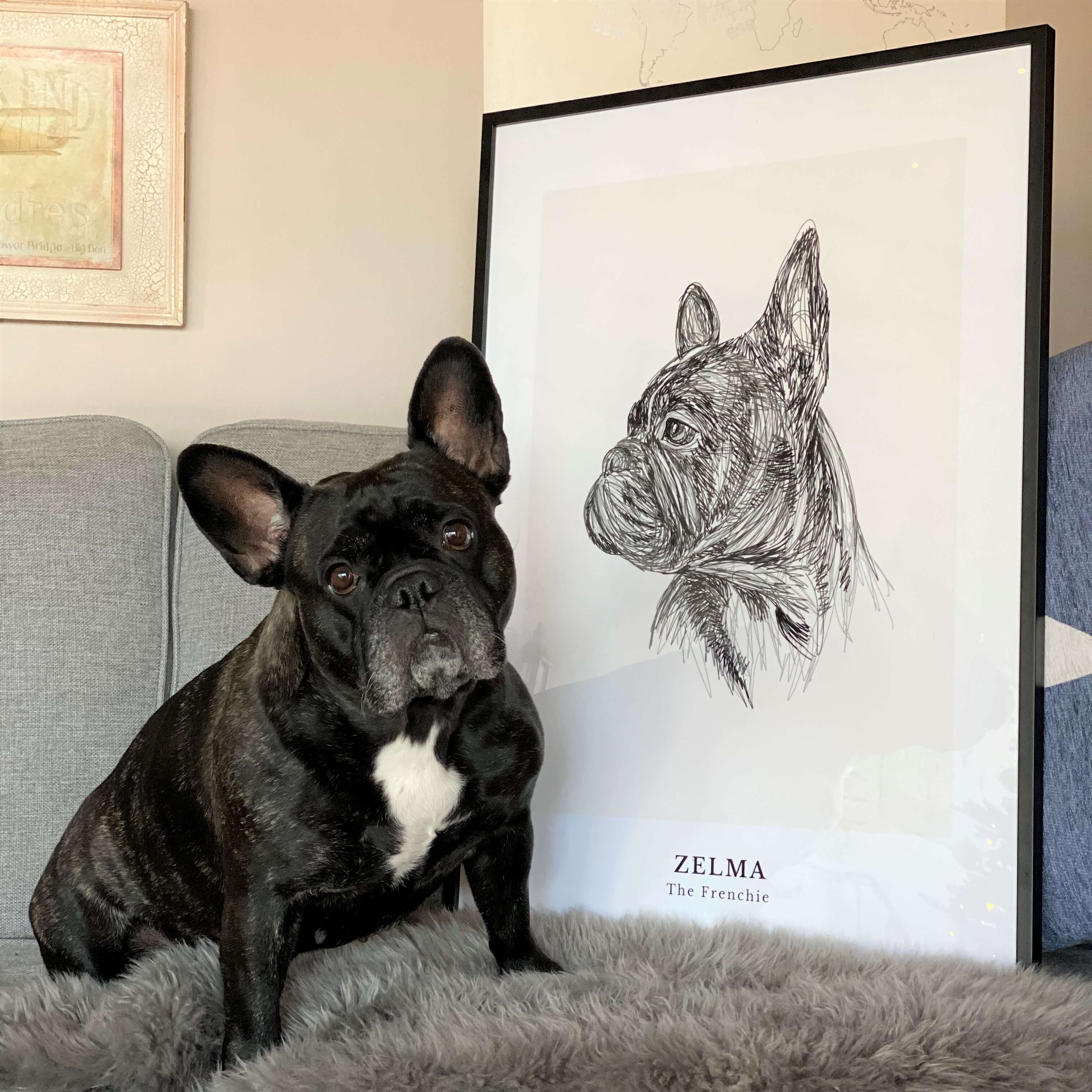 Pet Portrait